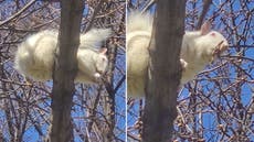 Rare albino squirrel spotted at National Mall in Washington, DC