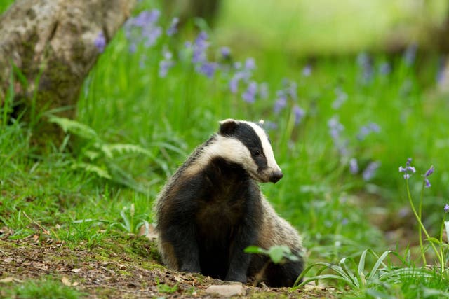 Crimes against wildlife, from bats to badgers and bluebells, remained at record levels in 2021 after hitting new highs the previous year, a report has said (Alamy/PA)