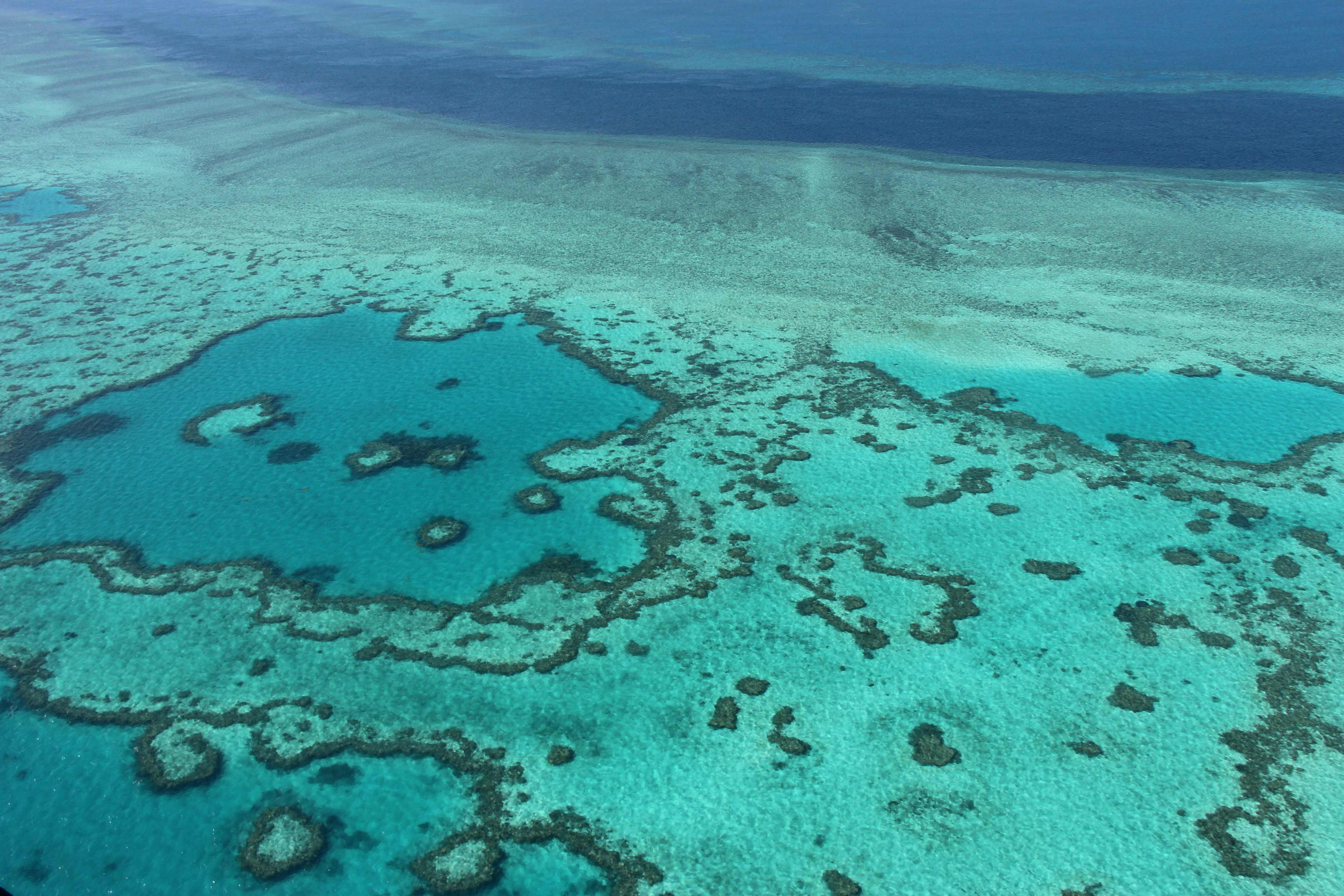 Australia’s Great Barrier Reef should be listed as a world heritage site ‘in danger’, says UN panel