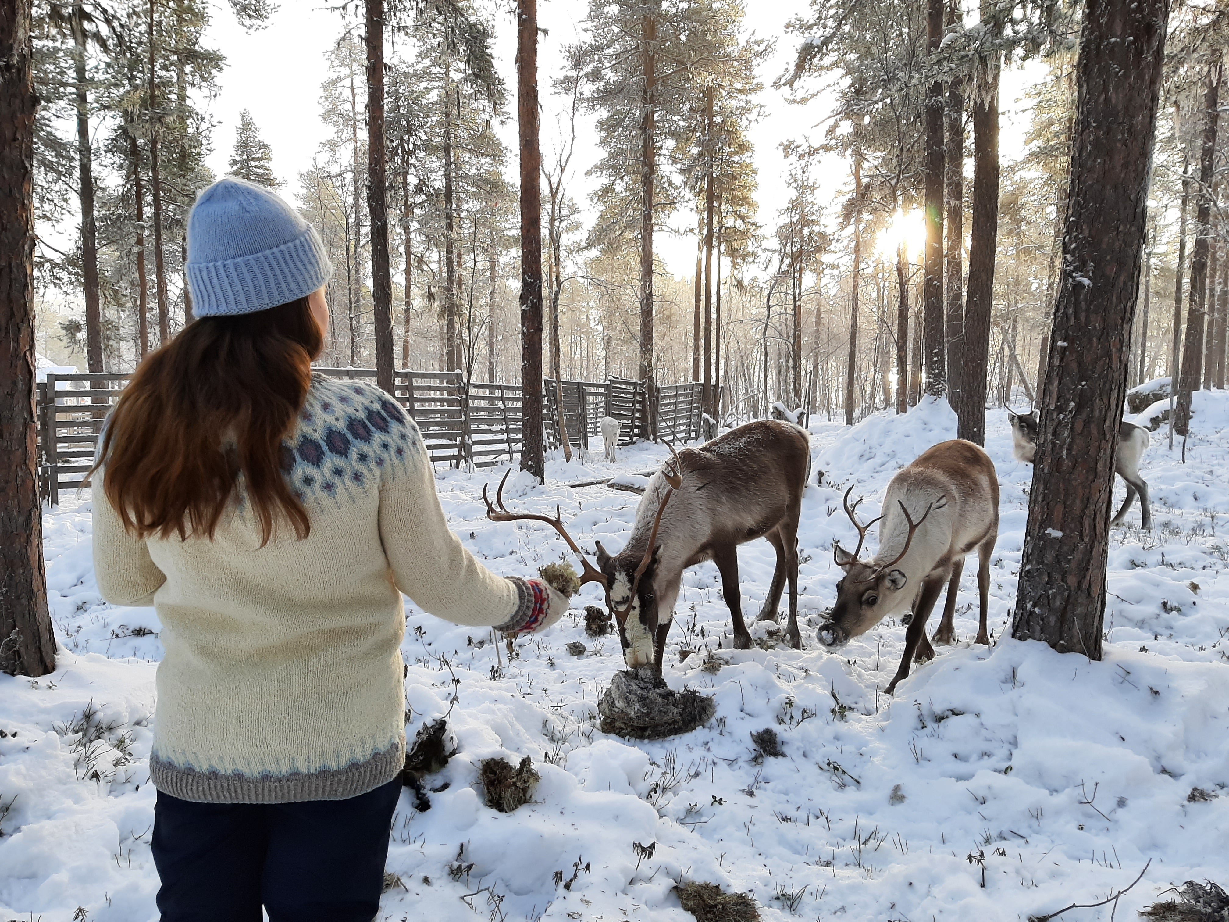 Visitors can visit the Angeli Reindeer Farm