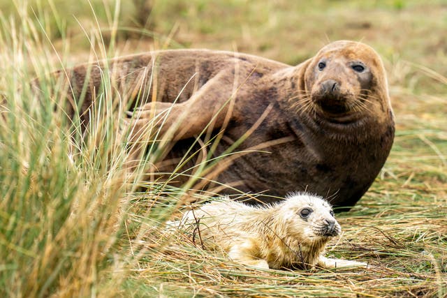 <p>A grey seal with its pup, at the Donna Nook National Nature Reserve in north Lincolnshire</p>