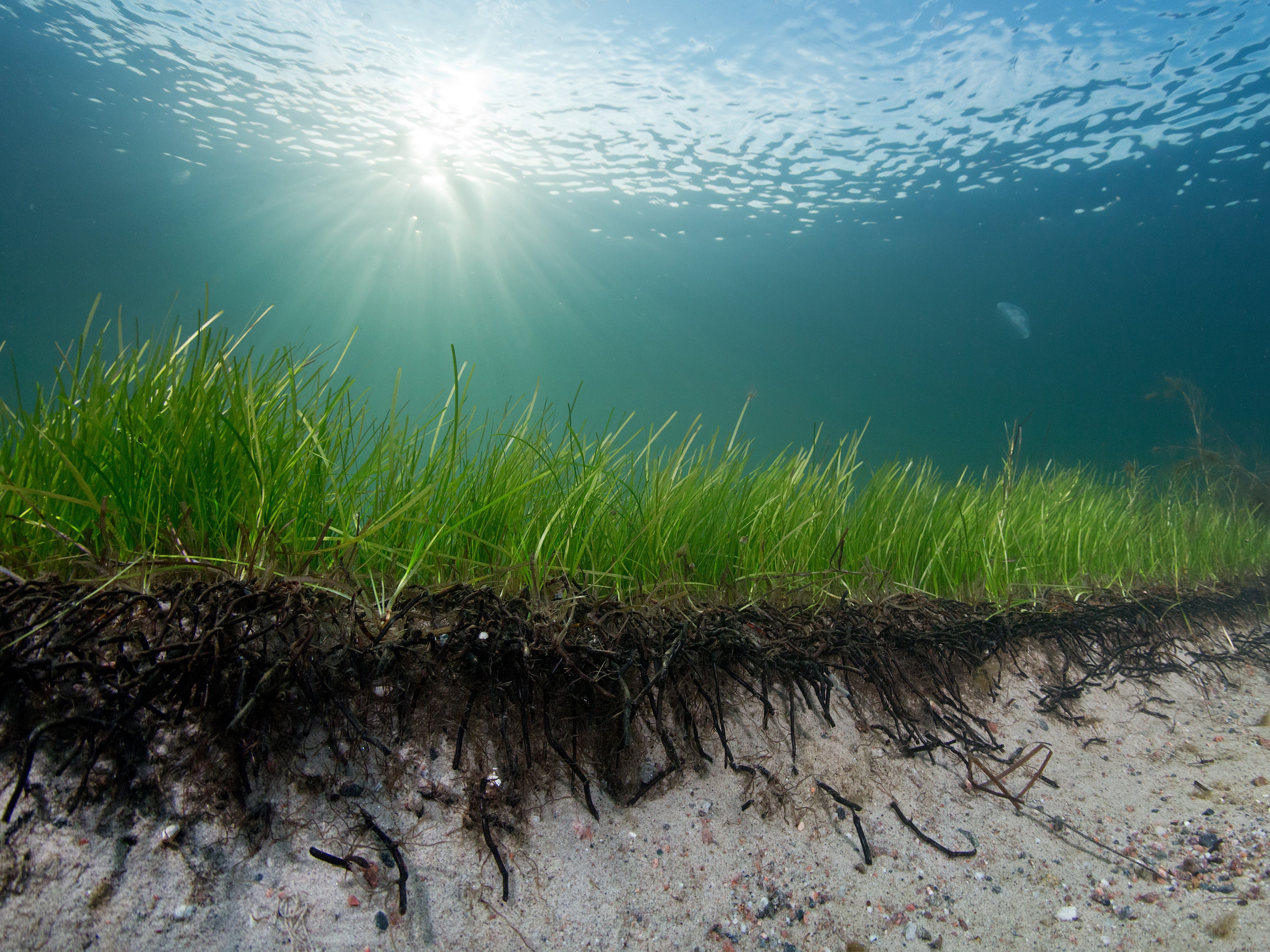 Seagrass' root mats can reduce coastal erosion up to 70%. Researchers at the University of Gothenburg used a wave tank to show how the roots bind the sand dunes