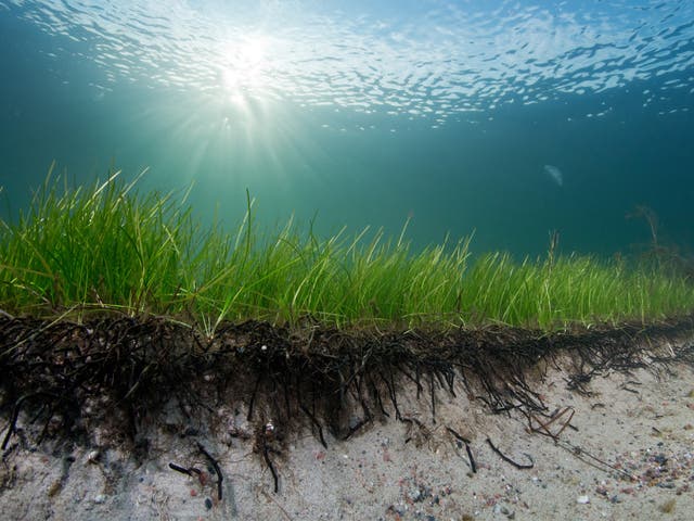 <p>Seagrass' root mats can reduce coastal erosion up to 70%. Researchers at the University of Gothenburg used a wave tank to show how the roots bind the sand dunes</p>