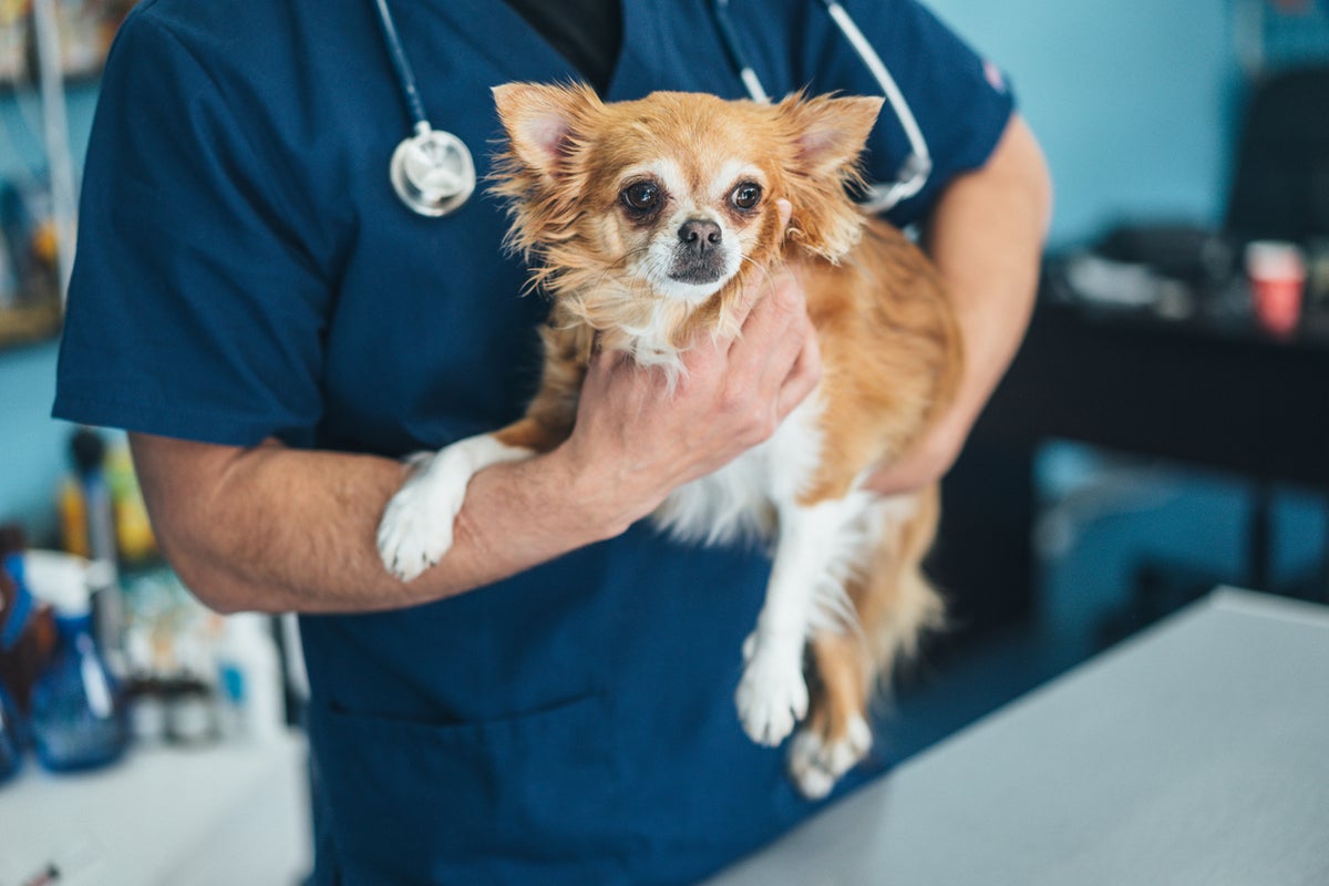 The real reason fewer men may be choosing to become vets