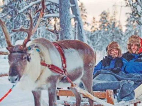 A reindeer safari in Ylläs
