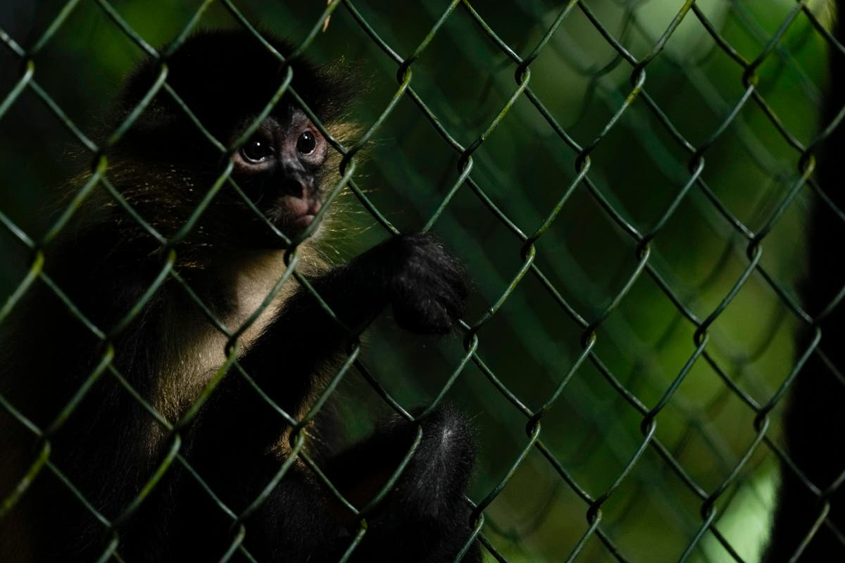 Panama confronts illegal trafficking of animals