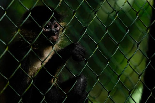 Panama Animal Trafficking