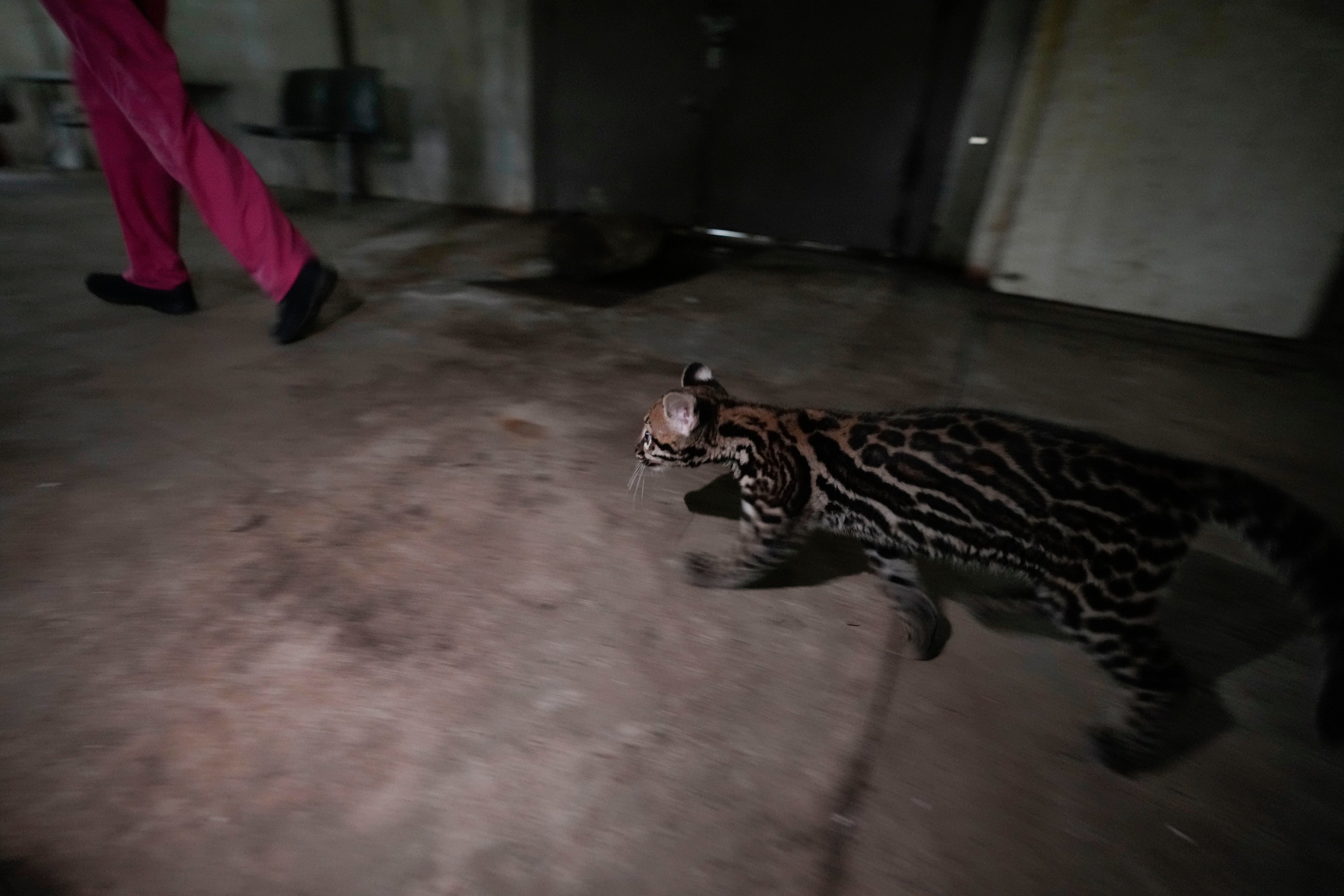 Panama Animal Trafficking