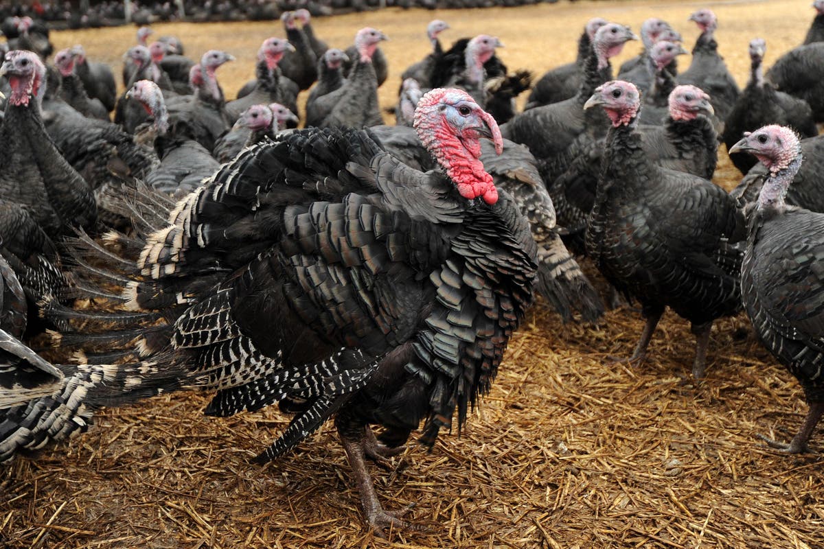 Half of free range turkeys dead due to bird flu as UK faces ‘big’ Christmas shortage