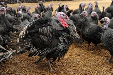 Half of free range turkeys dead due to bird flu as UK faces ‘big’ Christmas shortage