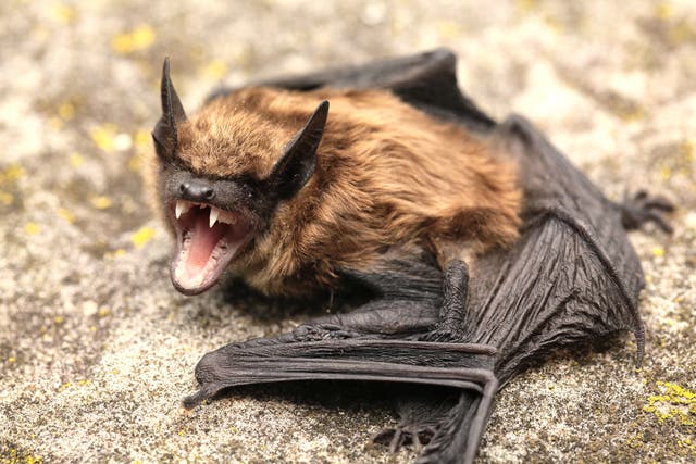 <p>Bats growl like death metal singers when they are in densely-populated roosts, new research shows</p>