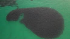 Sea lions leave behind stunning patterns as they dart through giant shoal of fish