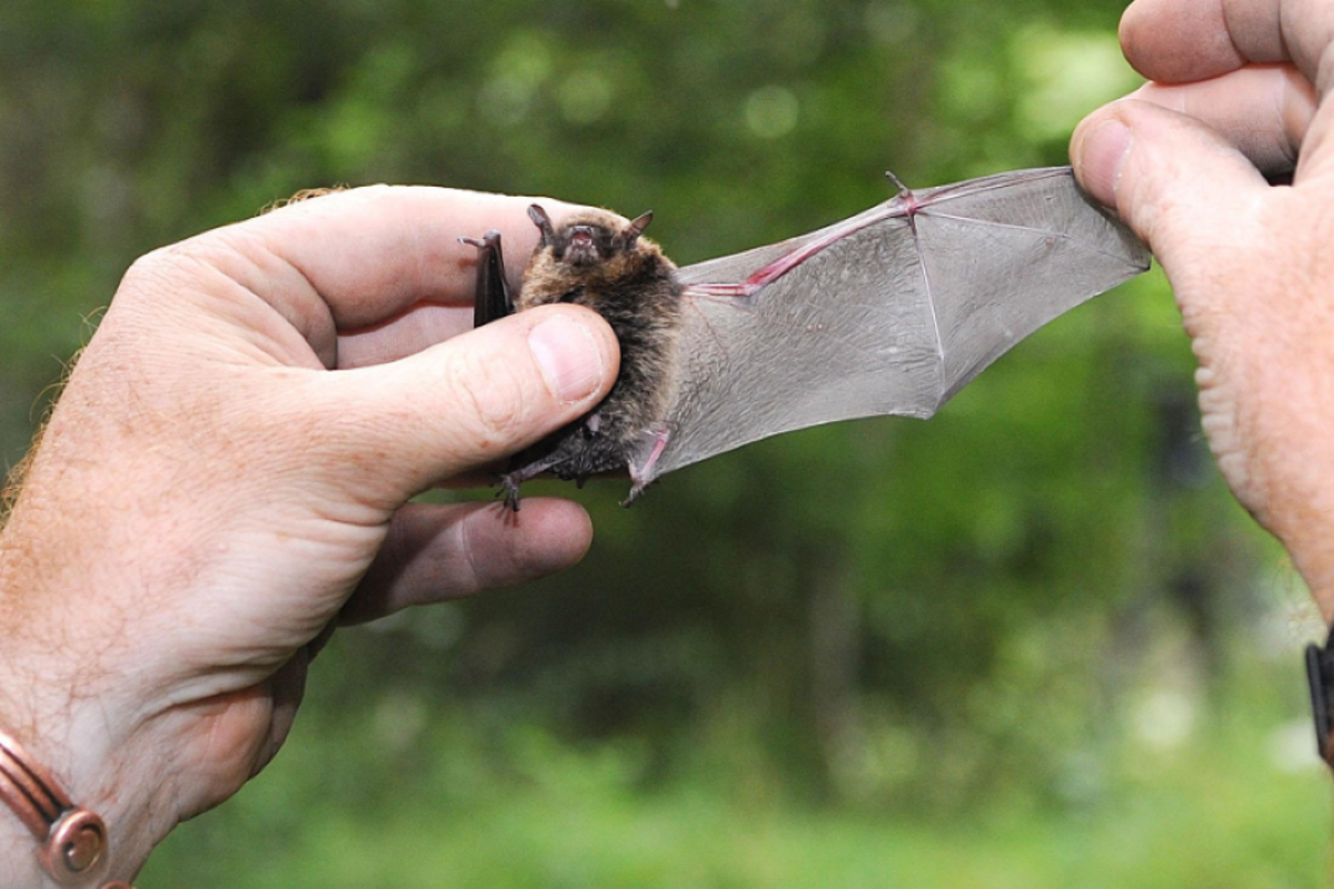 ‘Bats have greater range than Mariah Carey and growl like death metal singers’