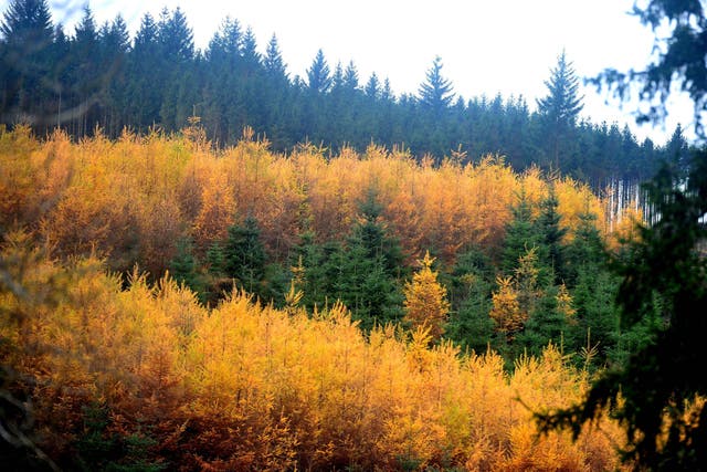 Autumnal colours at Kielder Water and Forest Park in Northumberland (Owen Humphreys/PA)