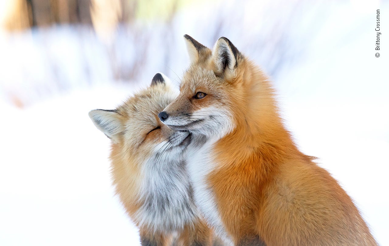 On a chilly day in North Shore on Prince Edward Island, Canada, a pair of red foxes, greet one another with an intimate nuzzle