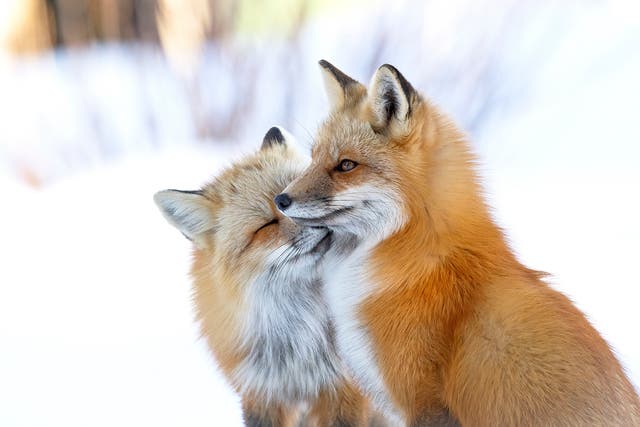 <p>On a chilly day in North Shore on Prince Edward Island, Canada, a pair of red foxes, greet one another with an intimate nuzzle</p>