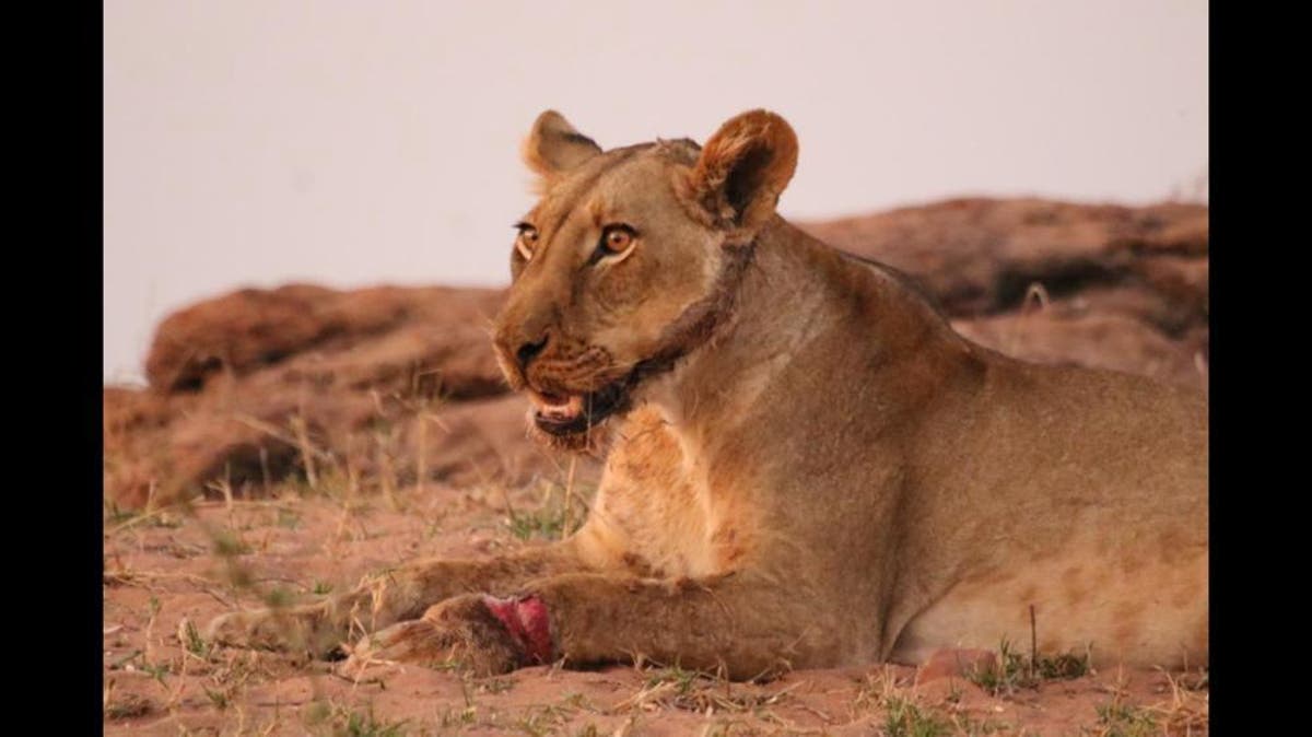 Poachers’ snares maim lion, condemn elephant to excruciating death in Zimbabwe