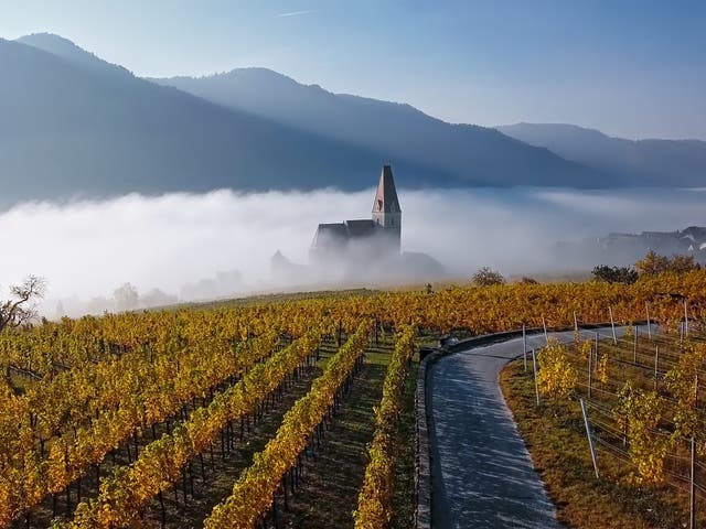 <p>The Wachau valley is home to some of the oldest natural wine producers in the country </p>