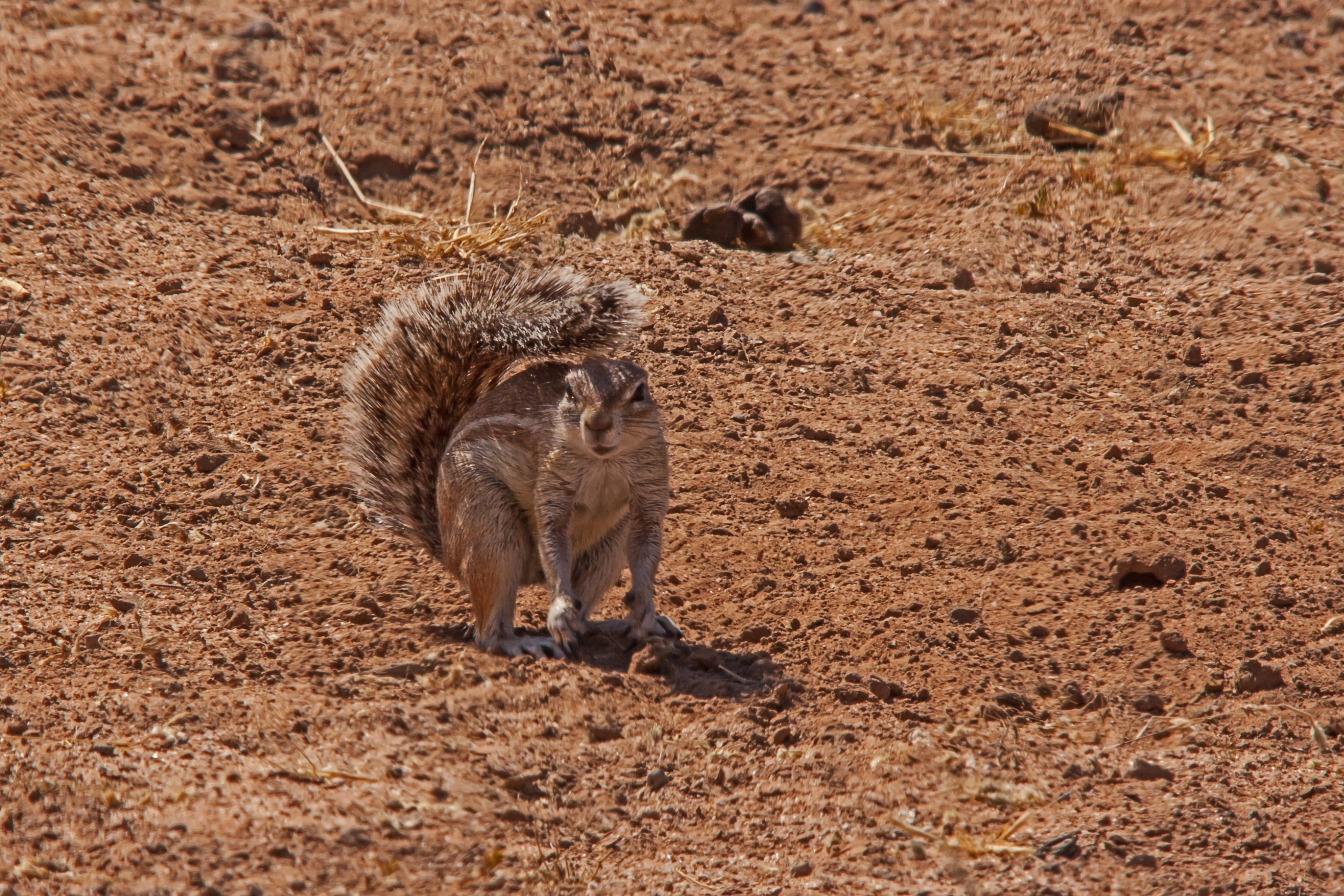 <p>The Cape Ground Squirrel have seen their feet grow and bodies shrink following increasing temperatures </p>
