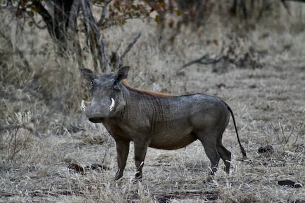 Bushmeat poachers target Victoria Falls wildlife