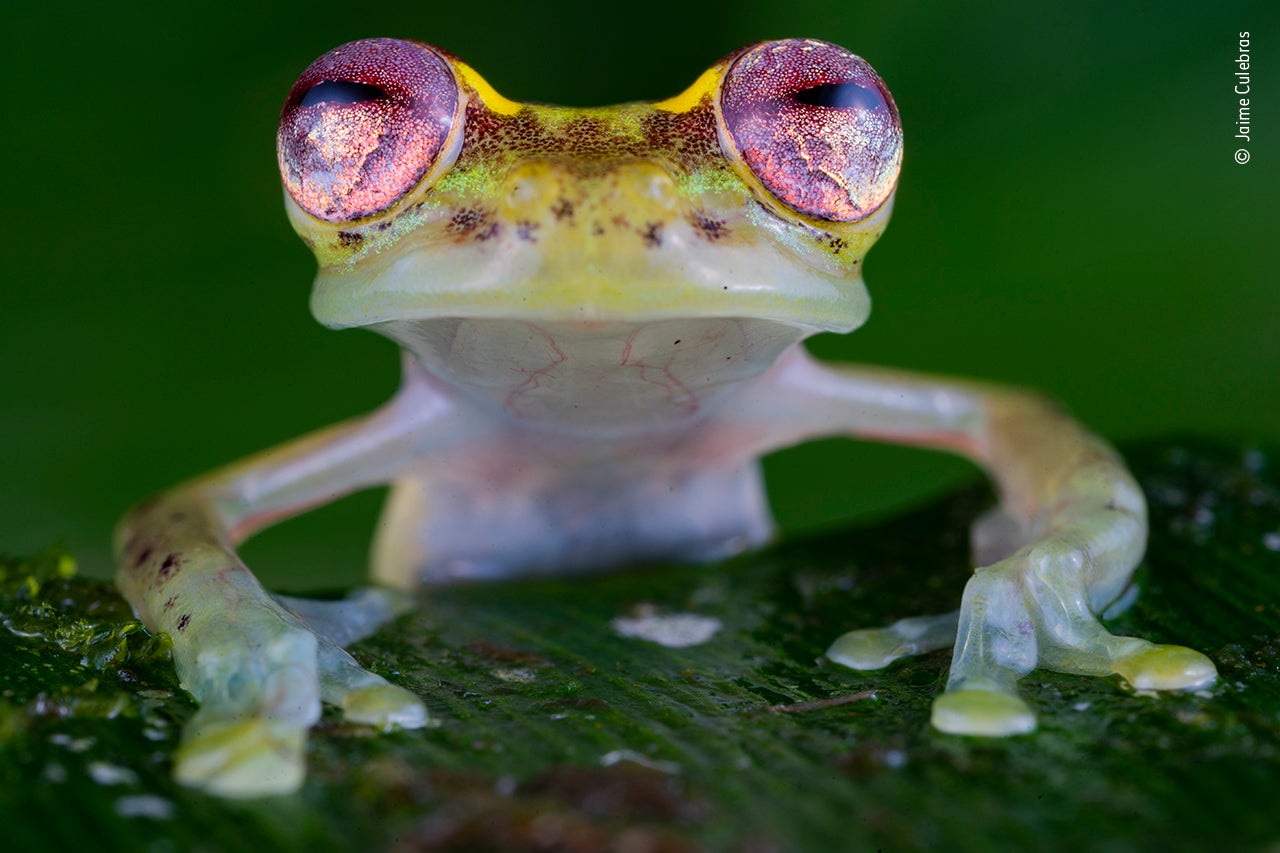 The frog with the ruby eyes