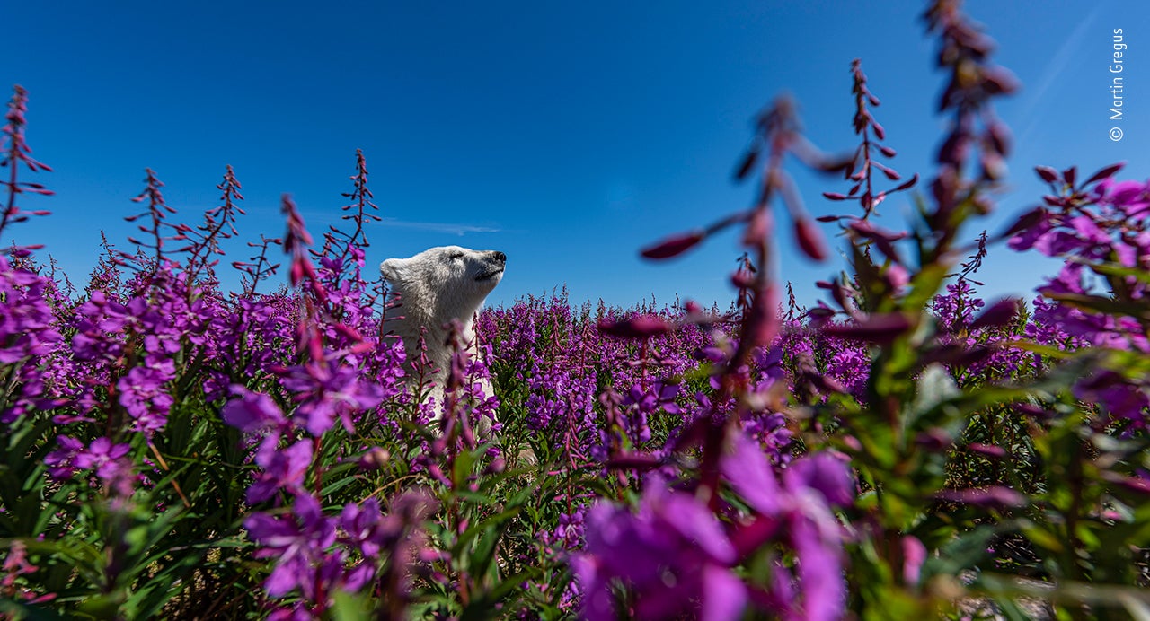 Among the flowers