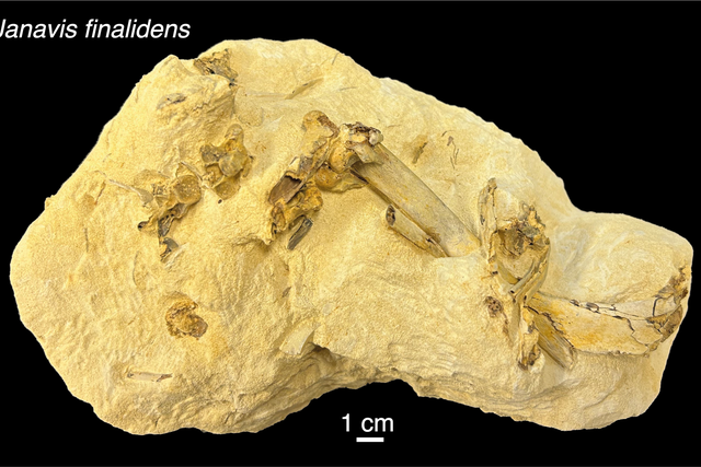 Janavis fossil block (Juan Benito and Daniel Field/University of Cambridge)