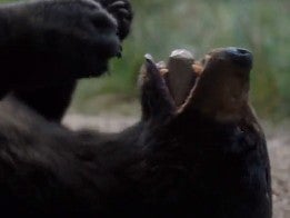 Stills from ‘Cocaine Bear’ movie