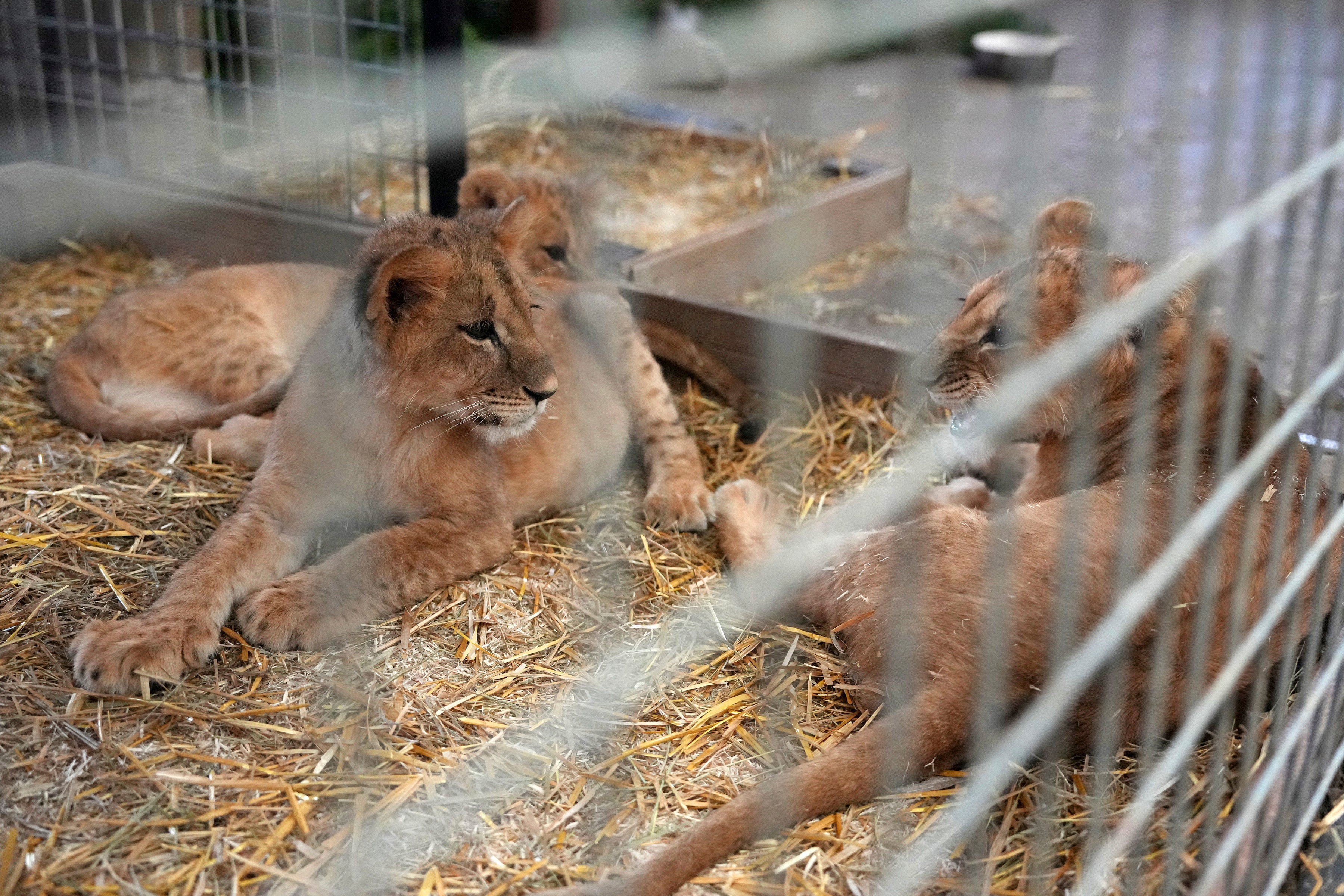 Russia Ukraine War Lion Cubs