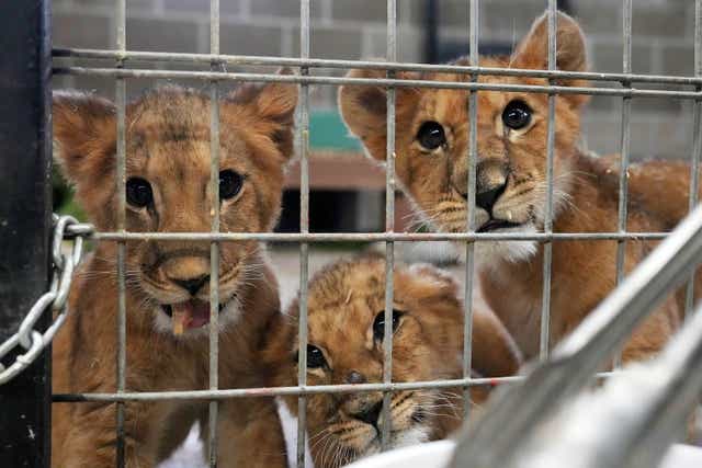 International Fund for Animal Welfare - latest news, breaking stories and comment - The Independent International Fund for Animal Welfare - latest news, breaking stories and comment - The Independent