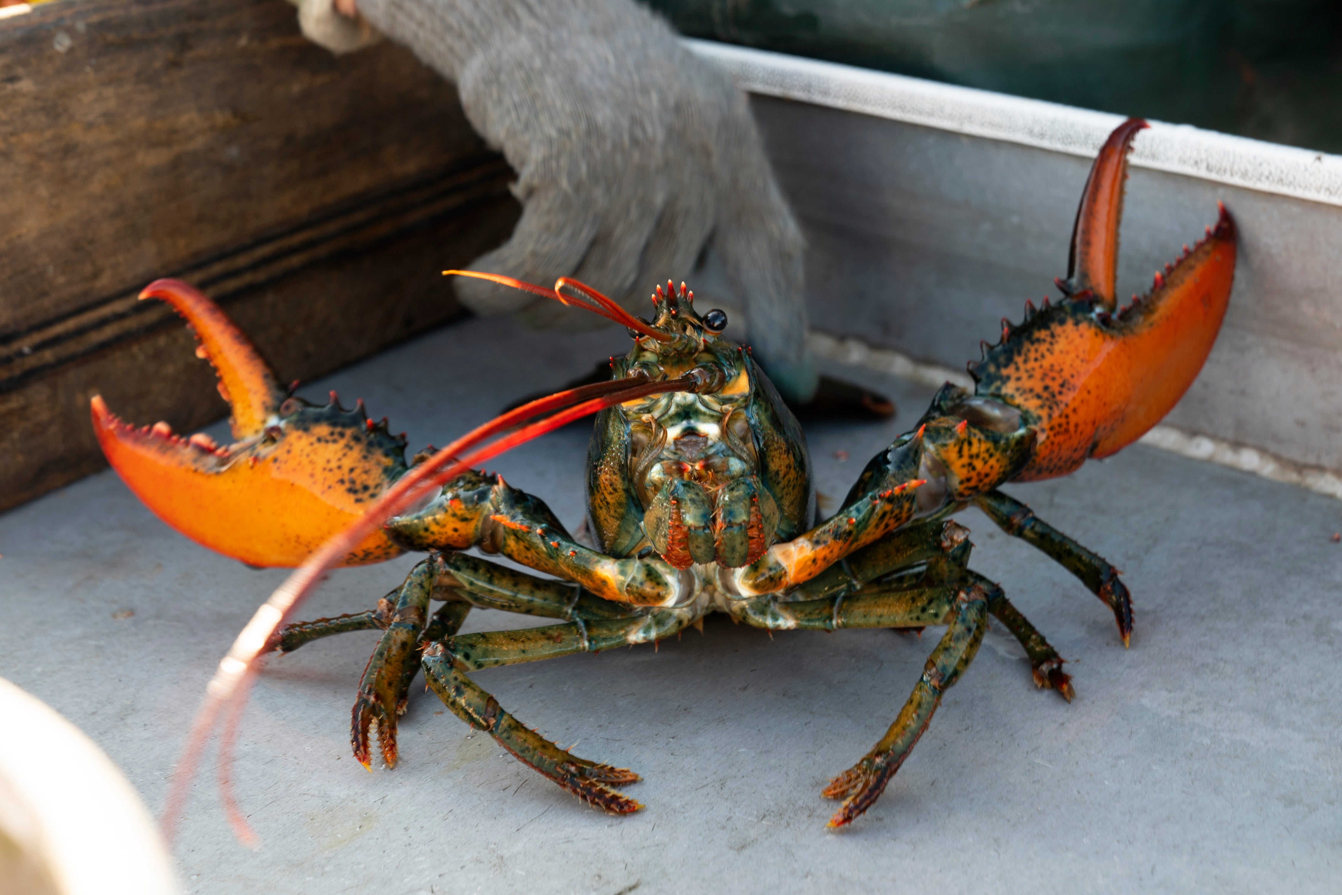 A lobster rears its claws