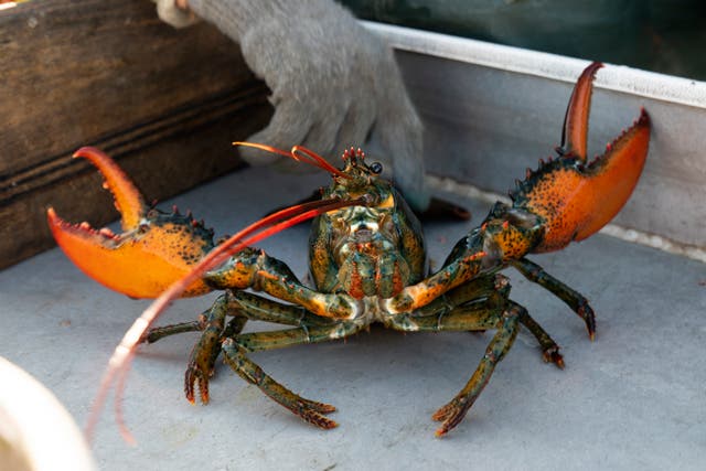<p>A lobster rears its claws after being caught off Spruce Head, Maine on 31 August 2021</p>