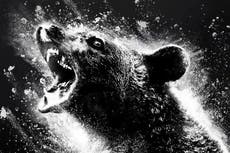 Cocaine Bear: First trailer for ‘insane’ horror-comedy based on true story sparks flurry of memes