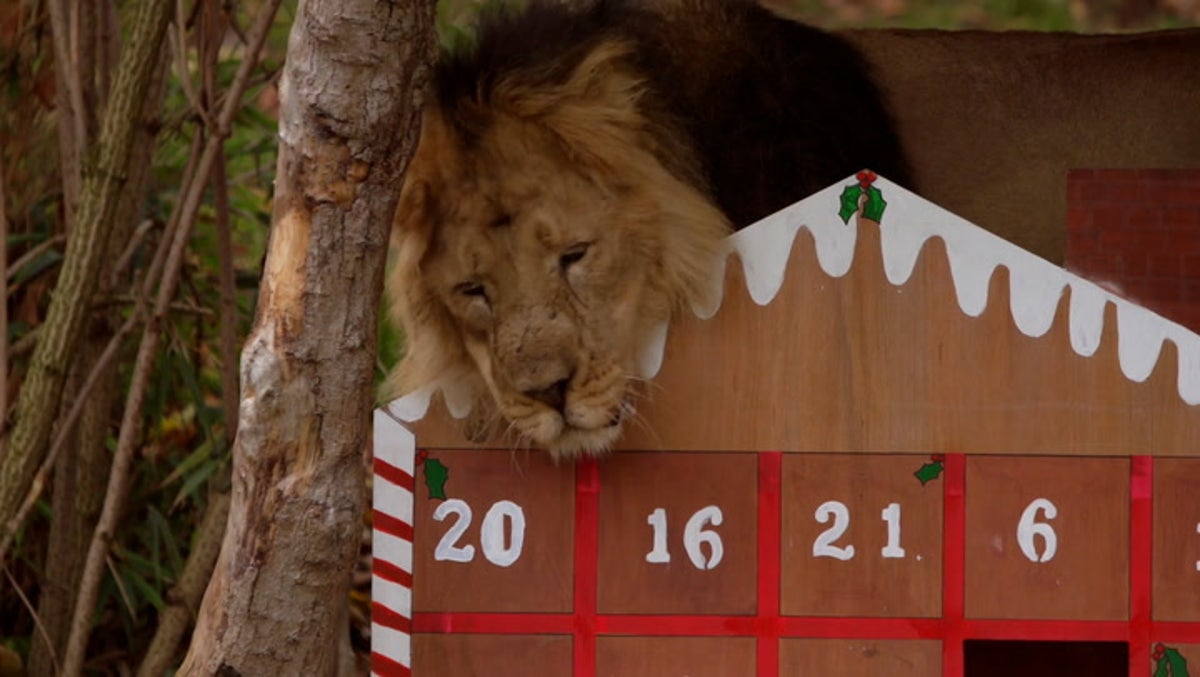 Advent calendars opened by meerkats, lions, and squirrel monkeys at London Zoo