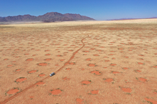 Scientists finally crack mystery behind Namibia’s strange fairy circles