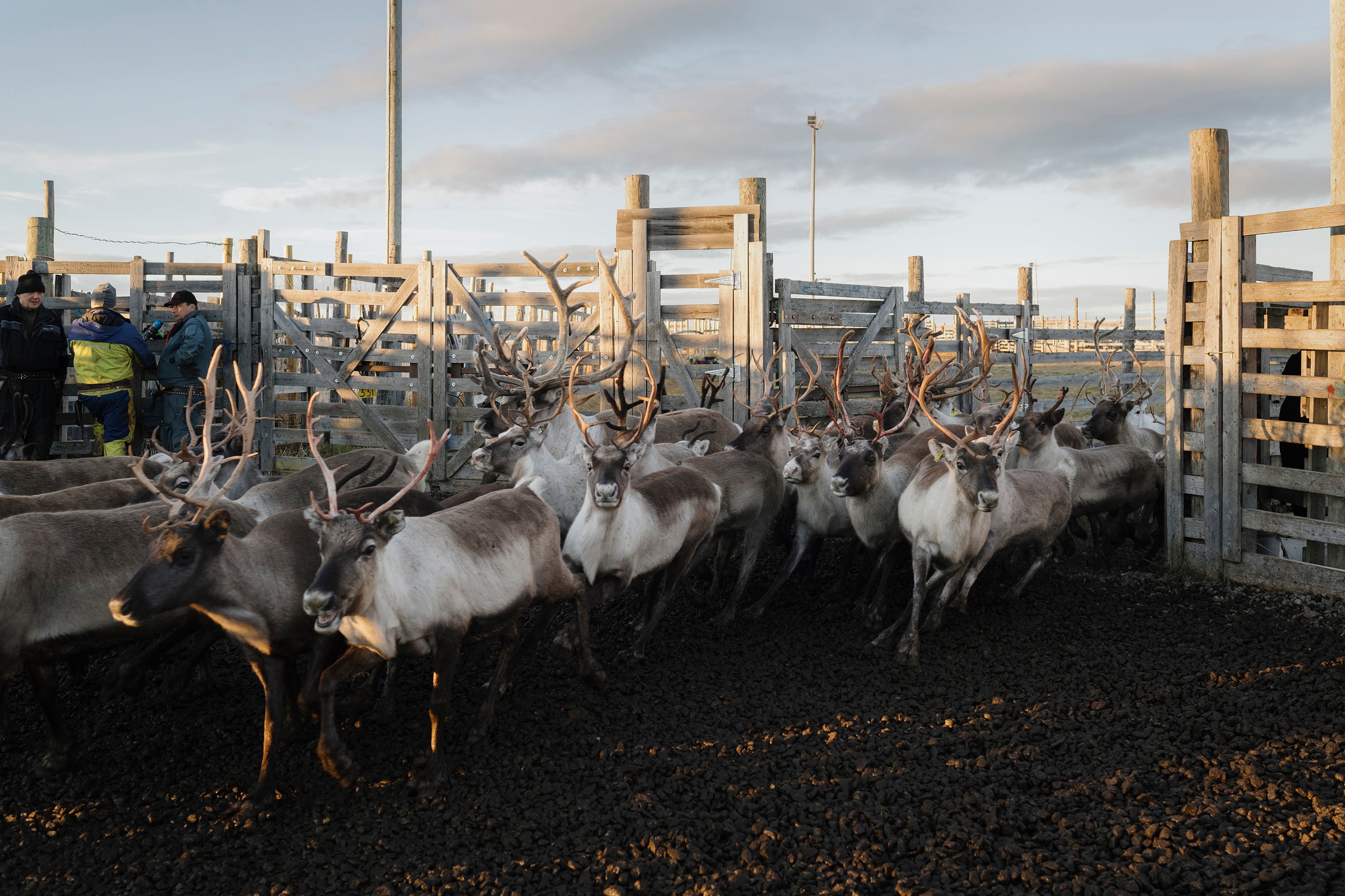 Herding reindeer has long been a critical part of Sámi culture in Finland