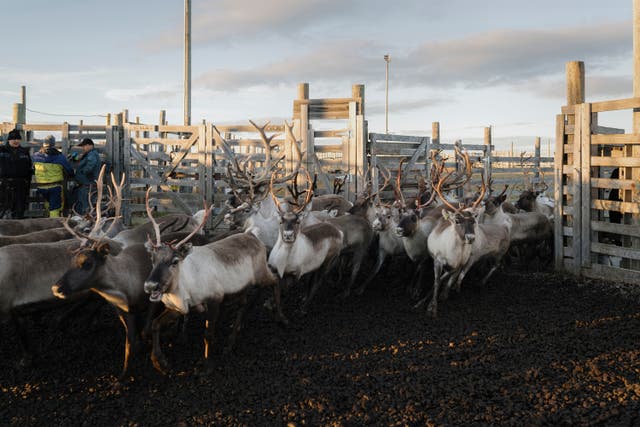 <p>Herding reindeer has long been a critical part of Sámi culture in Finland</p>