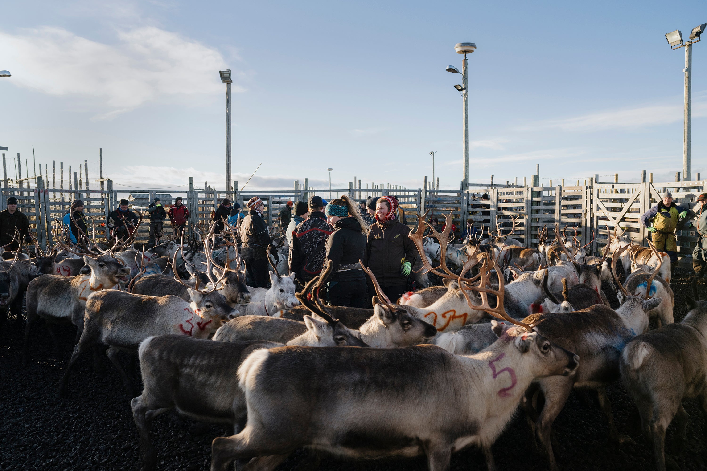 A reindeer separation in Skalluvaara, near Utsjoki