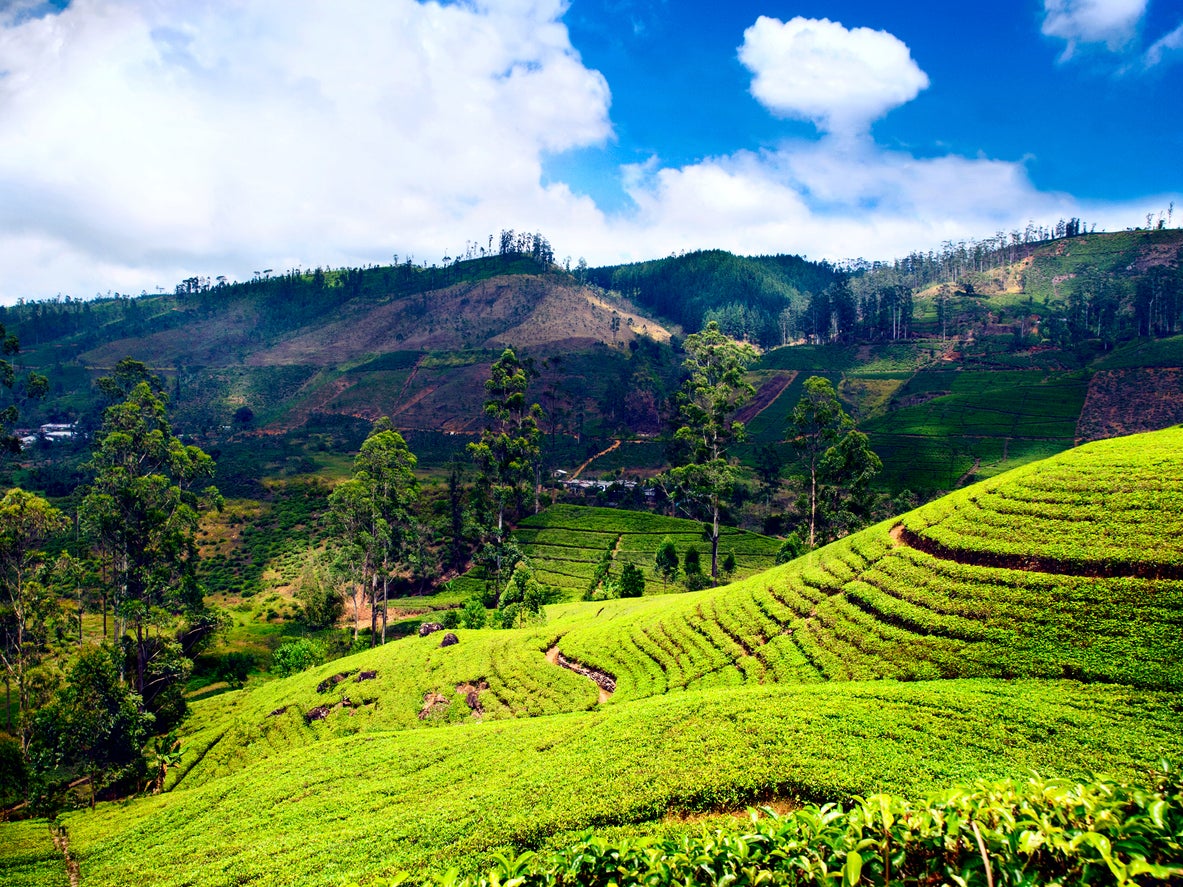 A Sri Lanka tea plantation