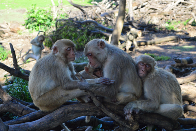 <p>Rhesus macaques on Cayo Santiago</p>
