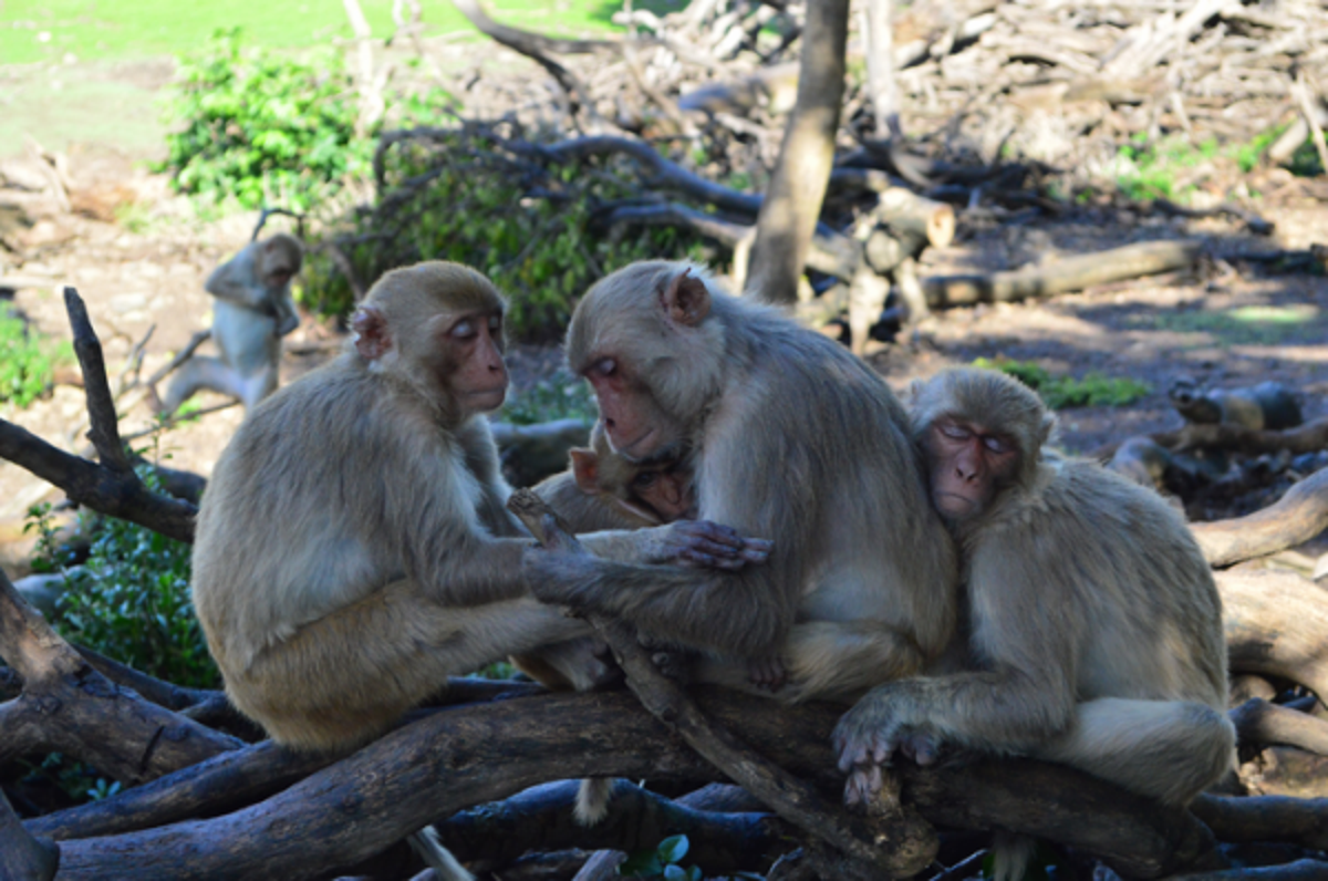 Female monkeys prioritise friends and ‘actively reduce’ social circle as they age, study finds