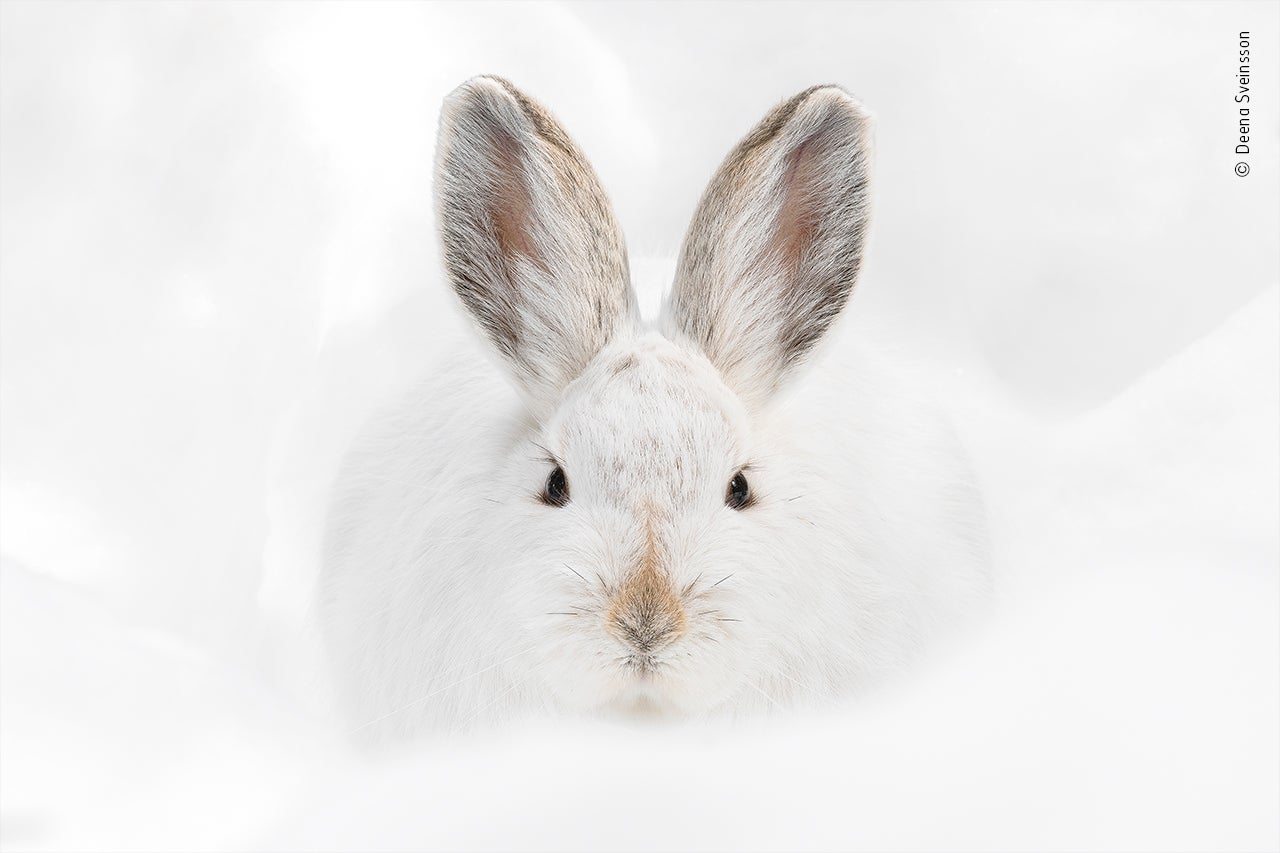 Snowshoe hare stare