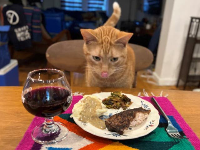 <p>Smells the cat got Thanksgiving dinner after being rescued from airport luggage area by the TSA</p>