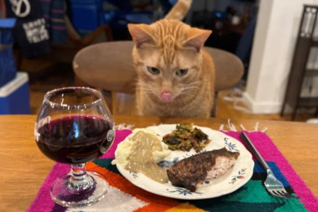 <p>Smells the cat got Thanksgiving dinner after being rescued from airport luggage area by the TSA</p>