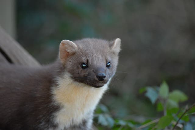 Pine martens have been filmed in the New Forest (Martin Noble/PA)