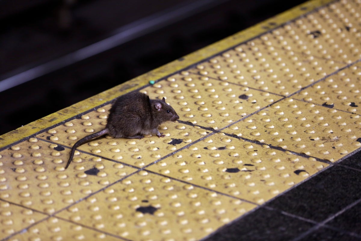 NYC's rat-fighting mayor fined over infestation at own house