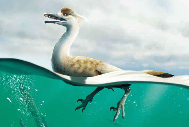 <p>Life reconstruction of Natovenator polydontus</p>