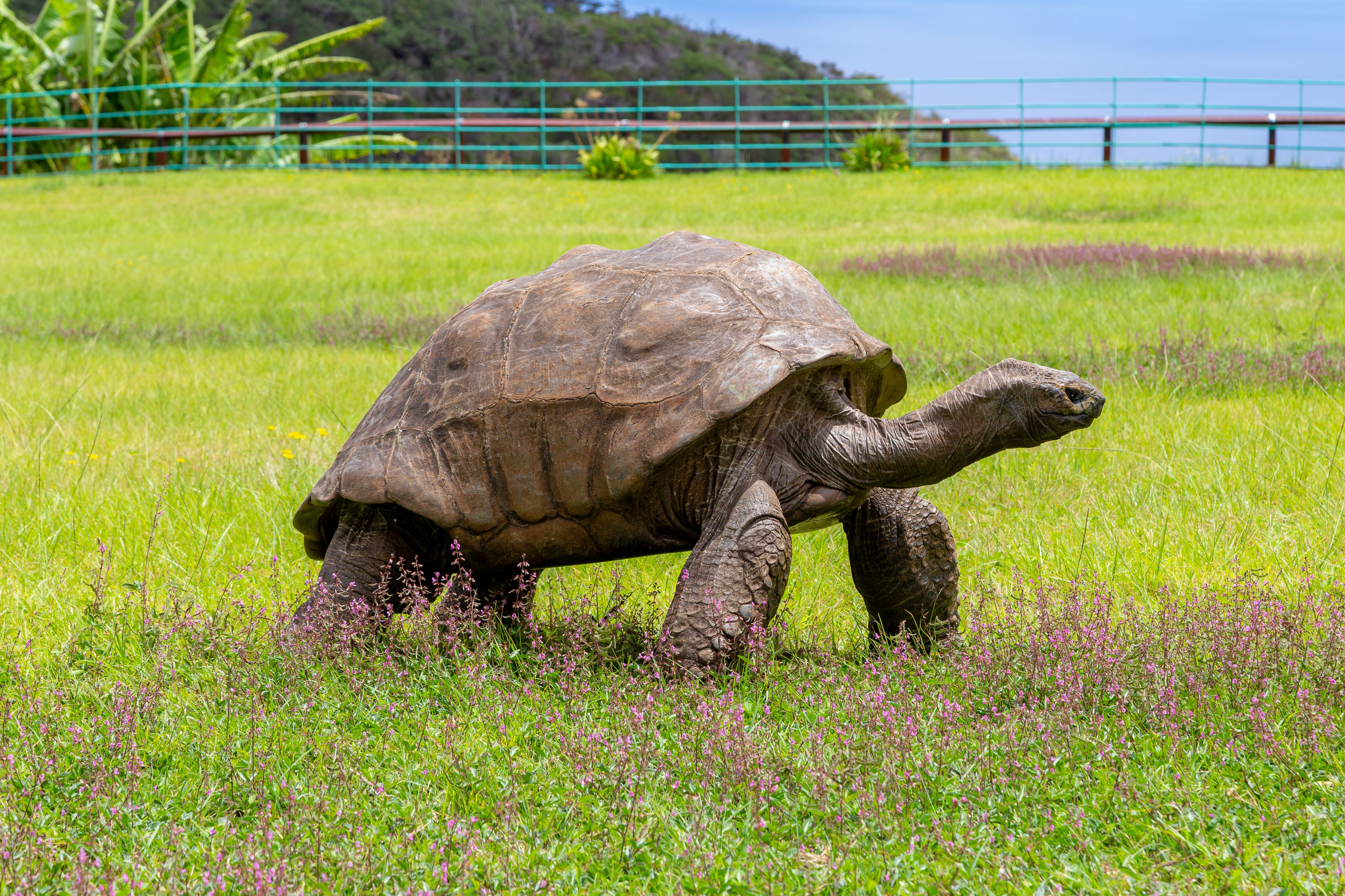 Jonathan the Tortoise, who hatched in the Georgian era, is the oldest known living land animal on Earth (St Helena/PA)