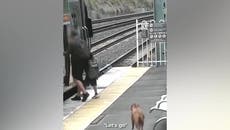 Lone dog patiently waits behind yellow safety line before boarding Queensland train