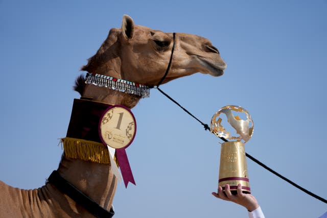 APTOPIX WCup Camel Pageant